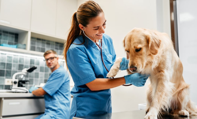 Vet Surgery: Essential Care For Animal Health